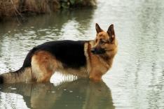 Rex, chien flic