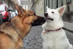 Rex, chien flic