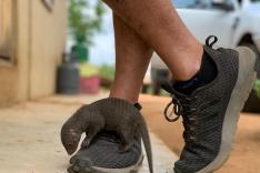 SOS animaux orphelins