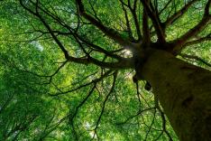 Nature, notre alliée insoupconnée