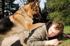 Rex, chien flic