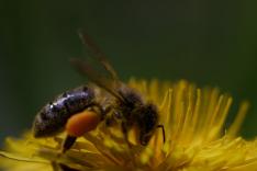 Au pays de l'abeille noire