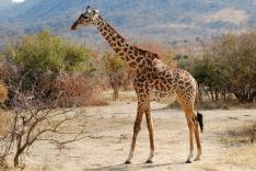 Peur sur la savane