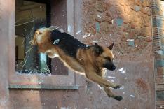 Rex, chien flic
