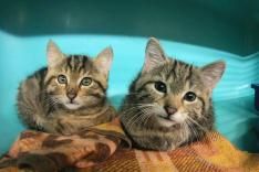 Animaux à adopter