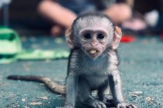 SOS animaux orphelins