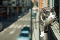 La vie secrète des chats