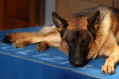 Rex