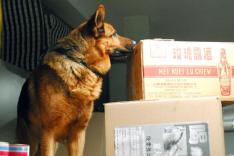 Rex