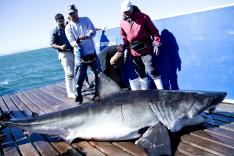 Shark Wranglers