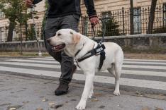 L'école des chiots