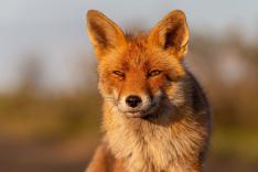 Le monde secret des renards