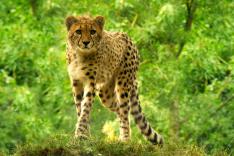 Des zoos nouvelle génération