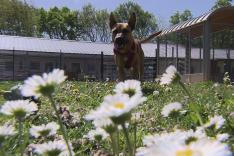Animaux à adopter