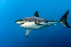 Sur le vif ! Quand les requins attaquent