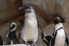 Nausicaá, dans les coulisses du plus grand aquarium d'Europe
