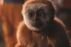 Monky