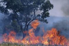 La Bataille pour la forêt