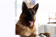 Rex