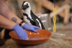 Nausicaá, dans les coulisses du plus grand aquarium d'Europe