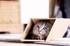 La vie secrète des chats
