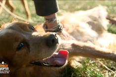 Animaux à adopter