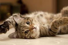La vie secrète des chats