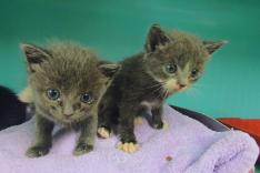 Animaux à adopter