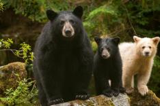 La forêt pluviale du grand ours