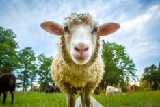 Lena's dieren