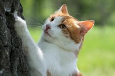 La vie secrète des chats