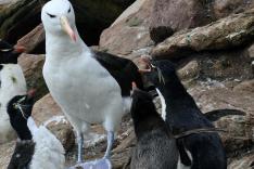 Albatros et gorfou, une fable australe