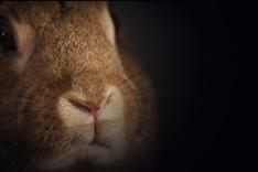 Les super-pouvoirs des lapins