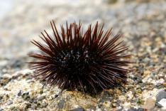 Les trésors de l'océan