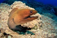 Les trésors de l'océan