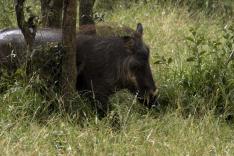 Destins Animal