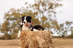 Chiens de berger : l'art de diriger