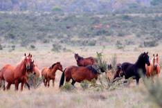 Les animaux en danger d'Australie