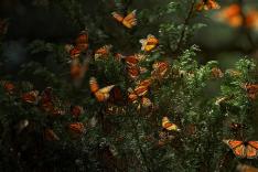 Les insectes, super-héros en minuscule