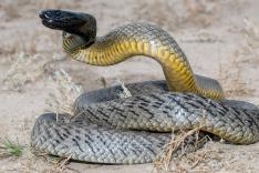 Animaux toxiques : les espèces les plus mortelles