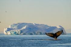 Les trésors de l'océan