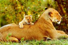 Frères lions
