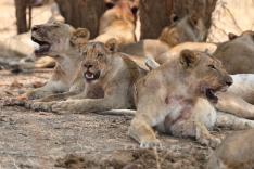 L'Afrique à l'état sauvage