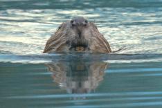 Castor, la force de la nature