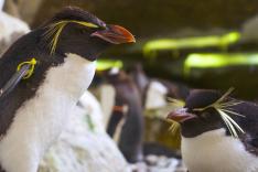 Expédition Pairi Daiza