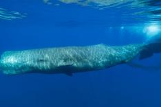 Les trésors de l'océan