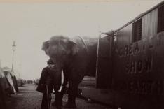 La tragique histoire de Fritz l'éléphant