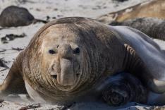 Les trésors de l'océan