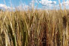Gluten, ennemi public