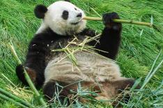 Expédition Pairi Daiza